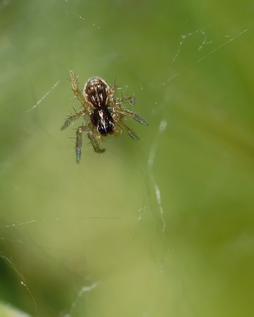 Pisaura mirabilis juvelin