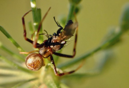 Ebrechtella tricuspidata