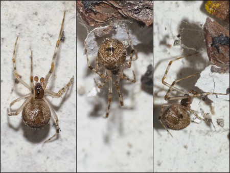 Achaearanea cf. simulans