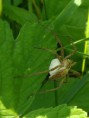 /album/pisauridae/pisuridae-jpg/
