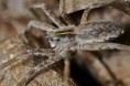 /album/pisauridae/a2013-02-23-23-26-jpg/