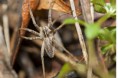 /album/pisauridae/a2013-02-23-23-28-jpg/