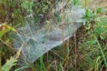 /album/linyphiidae/dsc-0025-jpg/
