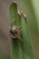 /album/salticidae/a1407-jpg/